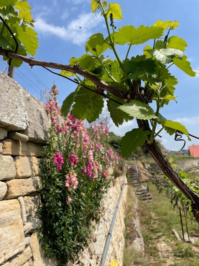 Ferienhaus Traminer Im Weinberg Freyburg Exterior foto